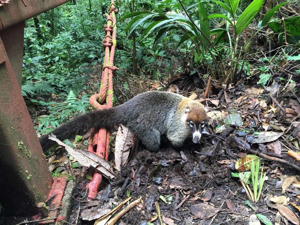 A coati in the monteverde cloud forest costa rica