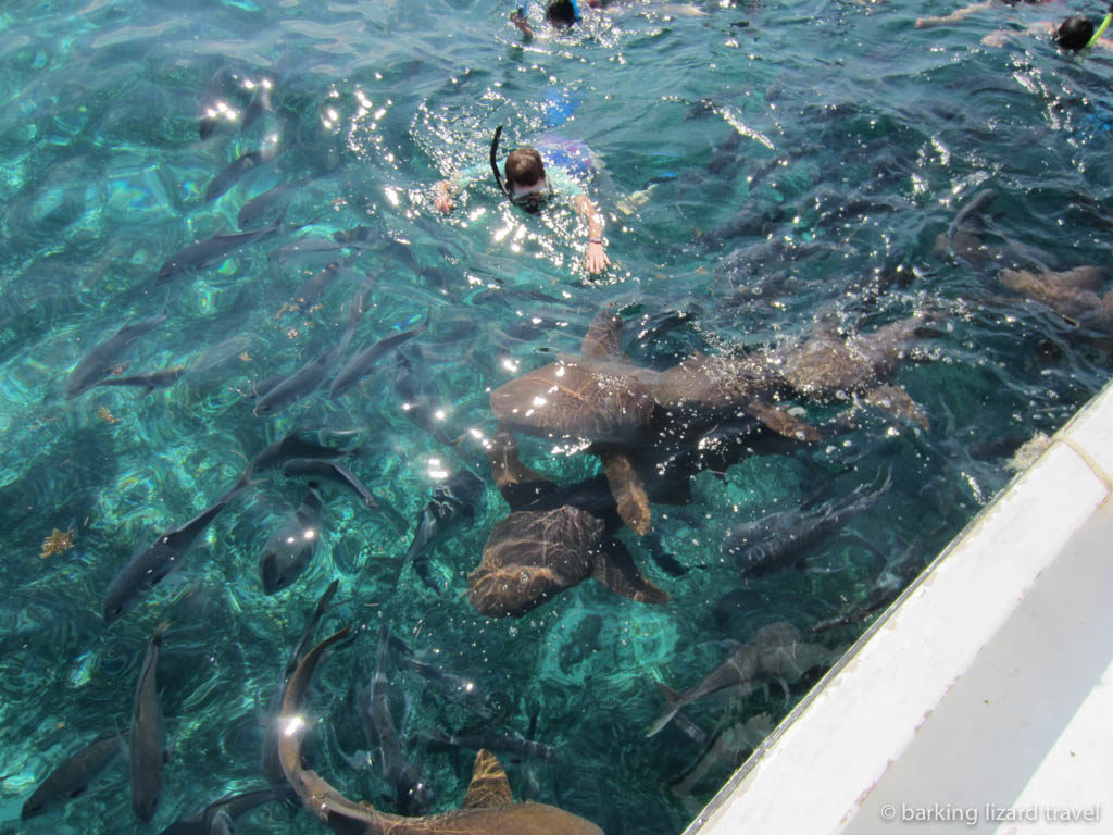 lydia snorkelling with sharks in shark ray alley belize