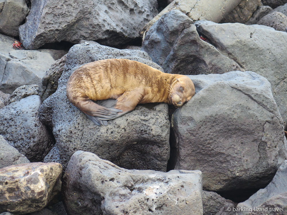 Photo of a baby sea lion sleeping on the rocks in san cristobal