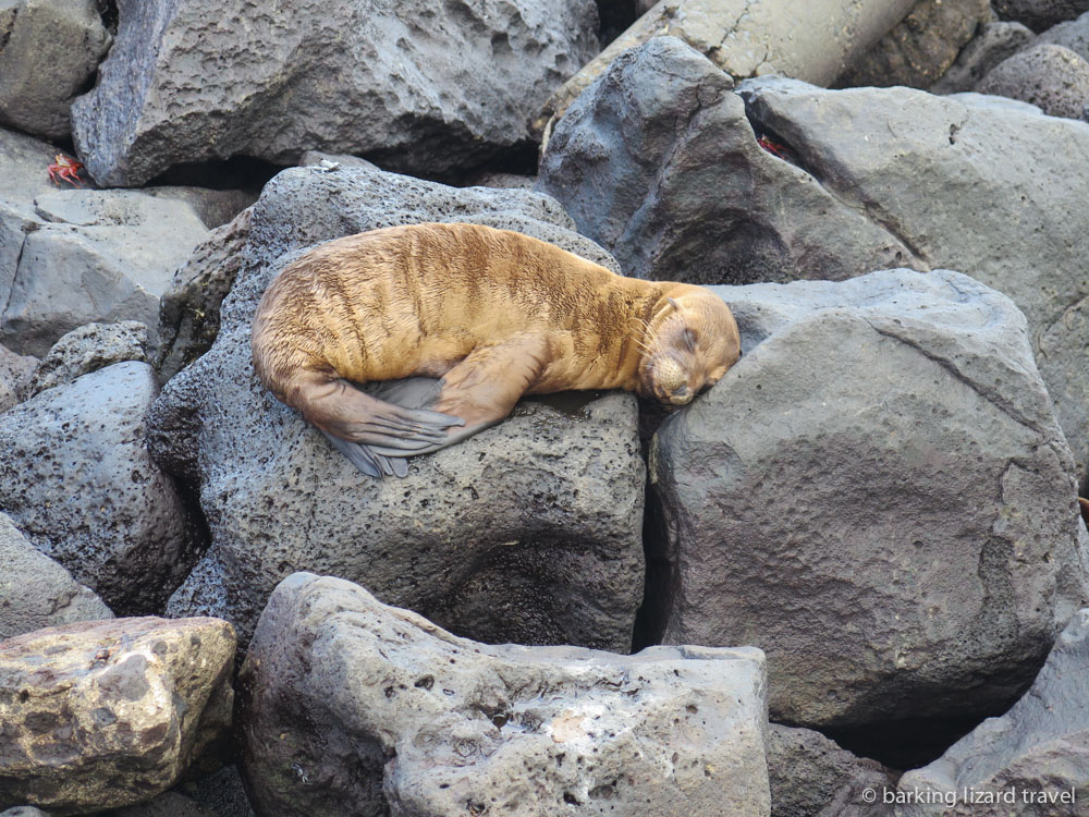 Read more about the article How to travel to the Galapagos Islands solo on a budget