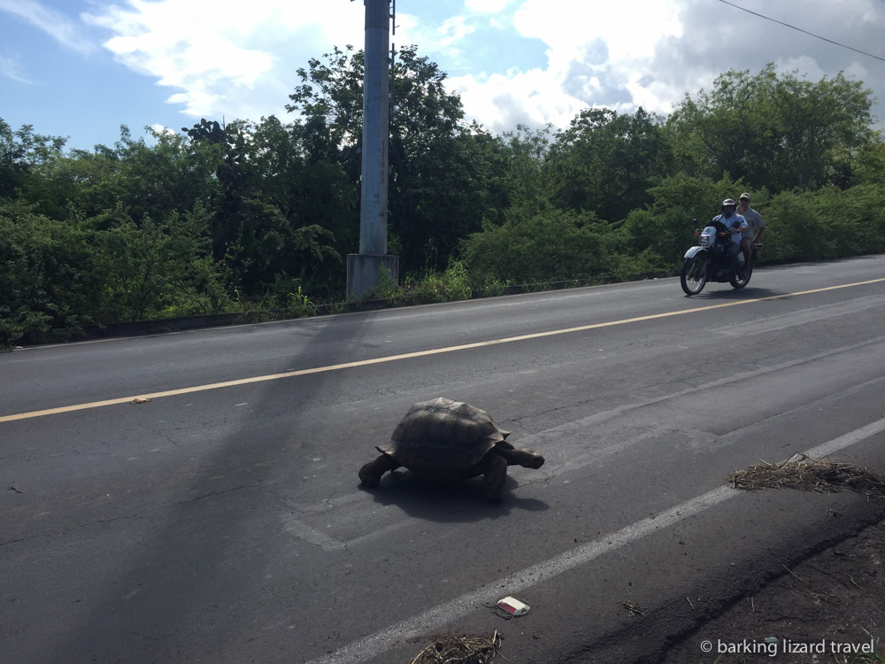 A photo of a giant tortoise crossing the road in Santa Cruz