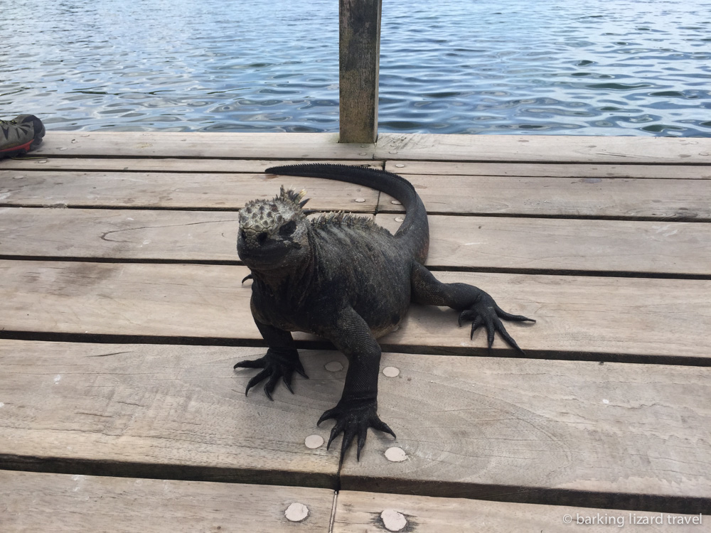 close up photo of a marina iguana on the galapagos islands