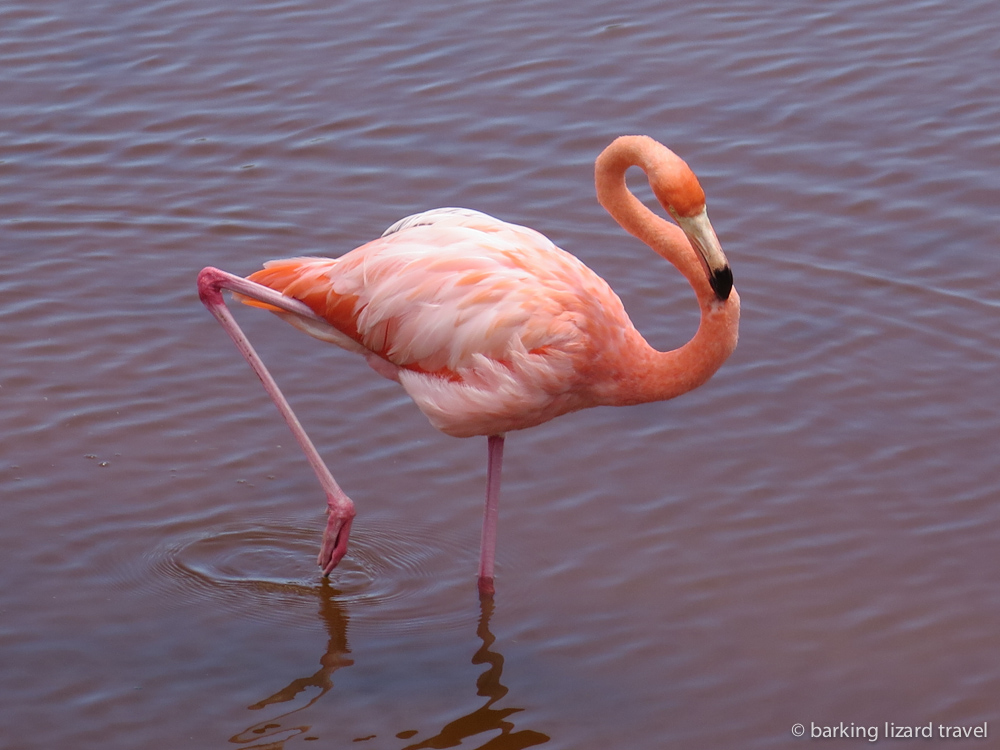 photo of a pink flamingo in puerto villamil galapagos islands
