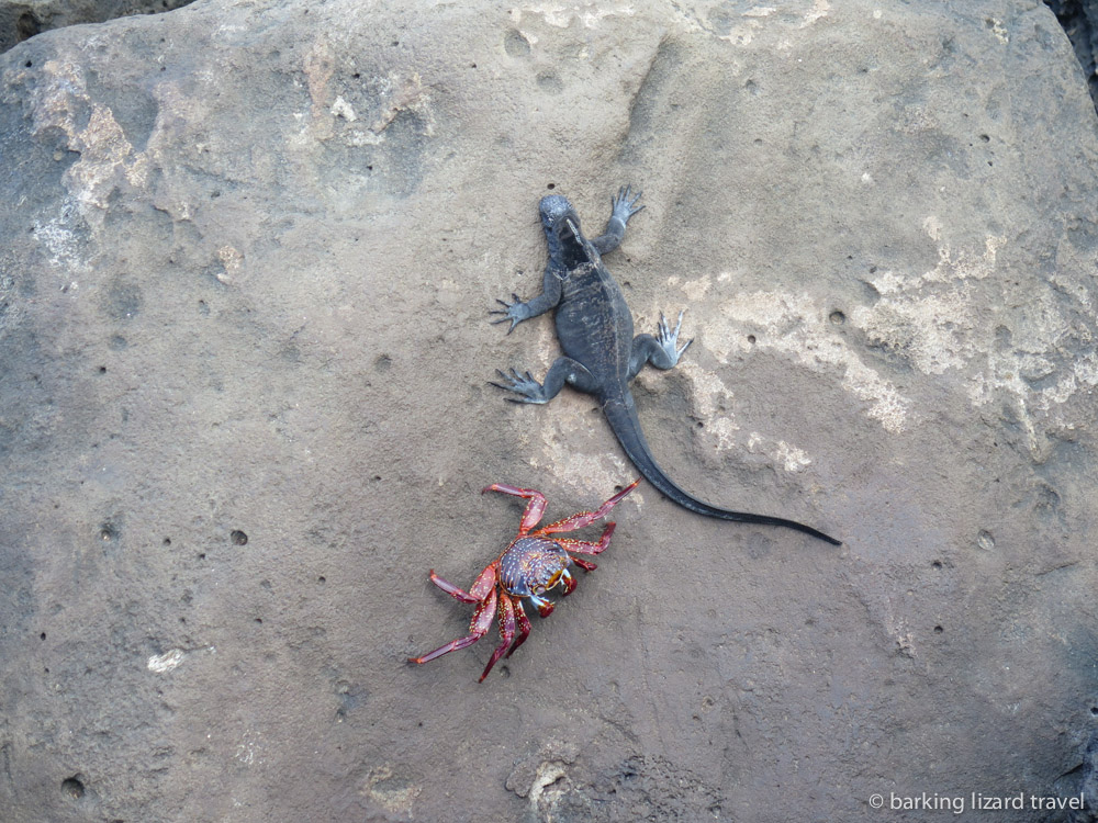 photo of a sally lightfoot crab and marine iguana on the rocks in san cristobal