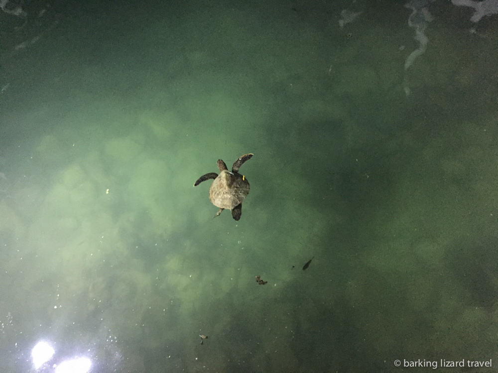 photo of a sea turtle swimming in puerto ayora harbour