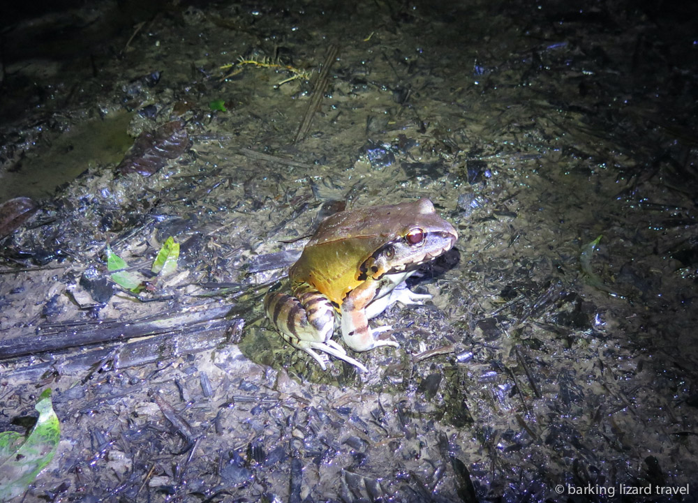 image of a giant frog in the amazon rainforest peru