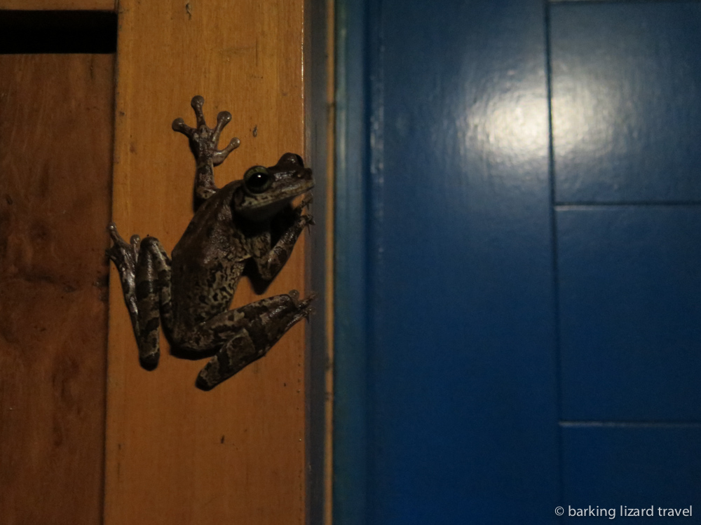 a large frog sitting on a door frame at the muyuna amazon lodge peru