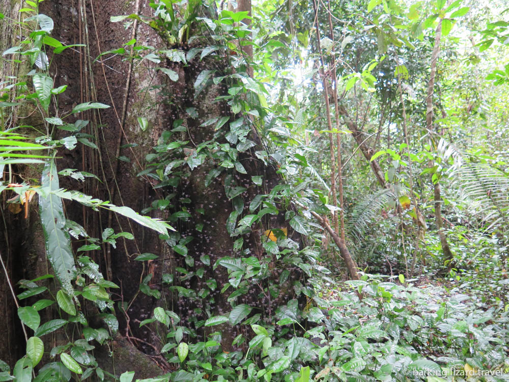 A photo of a swarm of mosquitos in the peruvian amazon