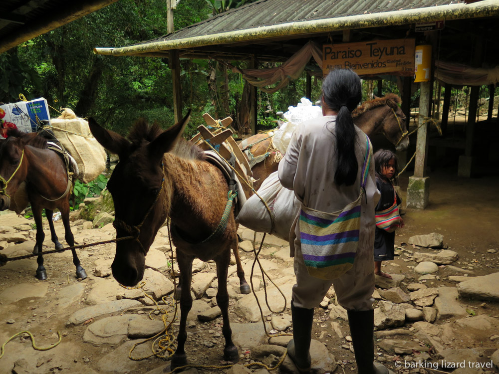 wiwa man packing a mule