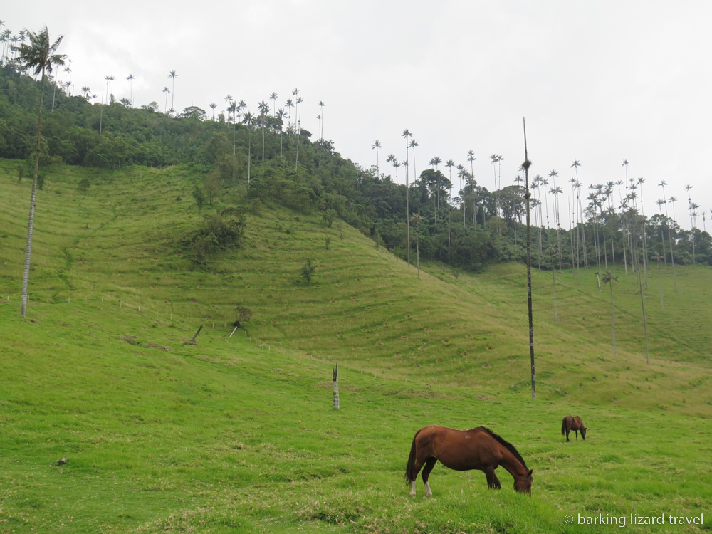 Photo of a horse grazing in front of wax palms at Valle de Cocora