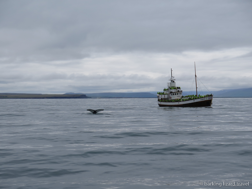 Photo of a tail fin of a humpback whale and a tour boat